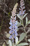 Gulf Coast lupine